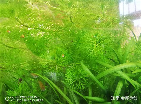 魚缸養水草